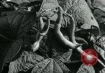 Image La récolte agricole aux Etats-Unis au cours d Seconde Guerre Mondiale United States USA, 1942, de la seconde 52 séquences d'archives historiques vidéo 65675034628
