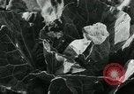Image La récolte agricole aux Etats-Unis au cours d Seconde Guerre Mondiale United States USA, 1942, de la seconde 53 séquences d'archives historiques vidéo 65675034628