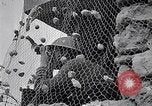Image of British repel German aerial attack in Malta Malta, 1942, second 15 stock footage video 65675034674