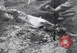 Image of French troops Italy, 1942, second 27 stock footage video 65675034677