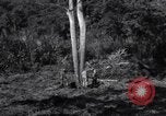 Standbild Bau von Ledo Road Manpin Birma, 1944, aus Sekunde 23 historischem Filmmaterial Videoclip 65675034788