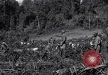 Image construction d'Ledo Road Manpin Birmanie, 1944, de la seconde 54 séquences d'archives historiques vidéo 65675034791