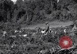 Image construction d'Ledo Road Manpin Birmanie, 1944, de la seconde 59 séquences d'archives historiques vidéo 65675034791