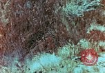 Image of Marines Saipan Northern Mariana Islands, 1944, second 13 stock footage video 65675034832