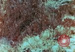 Image of Marines Saipan Northern Mariana Islands, 1944, second 15 stock footage video 65675034832