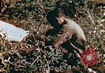 Image of prisoners Saipan Northern Mariana Islands, 1944, second 20 stock footage video 65675034834