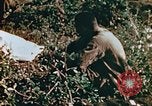 Image of prisoners Saipan Northern Mariana Islands, 1944, second 22 stock footage video 65675034834