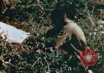 Image of prisoners Saipan Northern Mariana Islands, 1944, second 23 stock footage video 65675034834