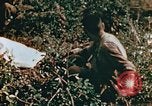 Image of prisoners Saipan Northern Mariana Islands, 1944, second 26 stock footage video 65675034834