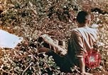 Image of prisoners Saipan Northern Mariana Islands, 1944, second 30 stock footage video 65675034834