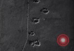 Image avions B-25 la Tunisie en Afrique du Nord, 1942, de la seconde 47 séquences d'archives historiques vidéo 65675034862