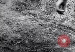Image of German troops France, 1944, second 31 stock footage video 65675034866