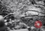 Image of German defenders France, 1944, second 47 stock footage video 65675034867