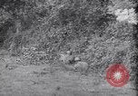 Image of German defenders France, 1944, second 49 stock footage video 65675034867