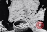 Image of vegetable harvest and canning in USA in World War 2 Maine United States USA, 1943, second 26 stock footage video 65675034899