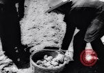 Image of vegetable harvest and canning in USA in World War 2 Maine United States USA, 1943, second 27 stock footage video 65675034899