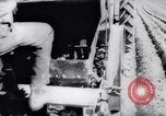 Image of vegetable harvest and canning in USA in World War 2 Maine United States USA, 1943, second 33 stock footage video 65675034899