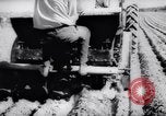 Image of vegetable harvest and canning in USA in World War 2 Maine United States USA, 1943, second 34 stock footage video 65675034899