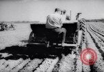 Image of vegetable harvest and canning in USA in World War 2 Maine United States USA, 1943, second 35 stock footage video 65675034899