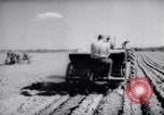 Image of vegetable harvest and canning in USA in World War 2 Maine United States USA, 1943, second 36 stock footage video 65675034899
