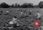 Image of vegetable harvest and canning in USA in World War 2 Maine United States USA, 1943, second 37 stock footage video 65675034899
