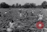 Image of vegetable harvest and canning in USA in World War 2 Maine United States USA, 1943, second 38 stock footage video 65675034899