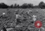 Image of vegetable harvest and canning in USA in World War 2 Maine United States USA, 1943, second 39 stock footage video 65675034899
