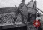 Image of vegetable harvest and canning in USA in World War 2 Maine United States USA, 1943, second 40 stock footage video 65675034899