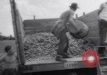 Image of vegetable harvest and canning in USA in World War 2 Maine United States USA, 1943, second 41 stock footage video 65675034899