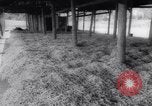 Image of vegetable harvest and canning in USA in World War 2 Maine United States USA, 1943, second 43 stock footage video 65675034899