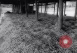 Image of vegetable harvest and canning in USA in World War 2 Maine United States USA, 1943, second 44 stock footage video 65675034899