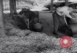 Image of vegetable harvest and canning in USA in World War 2 Maine United States USA, 1943, second 45 stock footage video 65675034899