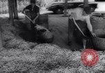 Image of vegetable harvest and canning in USA in World War 2 Maine United States USA, 1943, second 46 stock footage video 65675034899