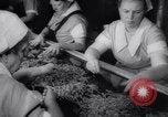 Image of vegetable harvest and canning in USA in World War 2 Maine United States USA, 1943, second 50 stock footage video 65675034899