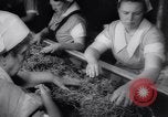 Image of vegetable harvest and canning in USA in World War 2 Maine United States USA, 1943, second 51 stock footage video 65675034899