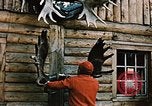 Image of Moose antlers being fastened to a log cabin Alaska USA, 1954, second 3 stock footage video 65675034930