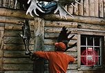 Image of Moose antlers being fastened to a log cabin Alaska USA, 1954, second 4 stock footage video 65675034930