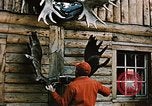 Image of Moose antlers being fastened to a log cabin Alaska USA, 1954, second 5 stock footage video 65675034930