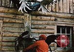 Image of Moose antlers being fastened to a log cabin Alaska USA, 1954, second 12 stock footage video 65675034930
