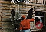 Image of Moose antlers being fastened to a log cabin Alaska USA, 1954, second 15 stock footage video 65675034930