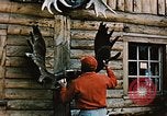 Image of Moose antlers being fastened to a log cabin Alaska USA, 1954, second 16 stock footage video 65675034930