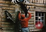 Image of Moose antlers being fastened to a log cabin Alaska USA, 1954, second 18 stock footage video 65675034930