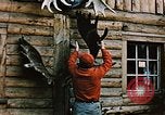 Image of Moose antlers being fastened to a log cabin Alaska USA, 1954, second 19 stock footage video 65675034930