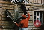 Image of Moose antlers being fastened to a log cabin Alaska USA, 1954, second 20 stock footage video 65675034930