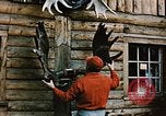 Image of Moose antlers being fastened to a log cabin Alaska USA, 1954, second 22 stock footage video 65675034930