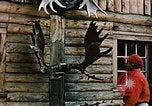 Image of Moose antlers being fastened to a log cabin Alaska USA, 1954, second 24 stock footage video 65675034930