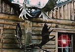 Image of Moose antlers being fastened to a log cabin Alaska USA, 1954, second 26 stock footage video 65675034930