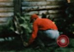 Image of Moose antlers being fastened to a log cabin Alaska USA, 1954, second 30 stock footage video 65675034930