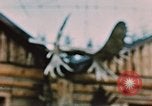 Image of Moose antlers being fastened to a log cabin Alaska USA, 1954, second 57 stock footage video 65675034930