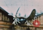 Image of Moose antlers being fastened to a log cabin Alaska USA, 1954, second 58 stock footage video 65675034930